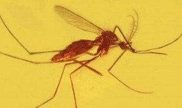 昆虫学者金皮爆料视频,昆虫世界的奥秘与奇观